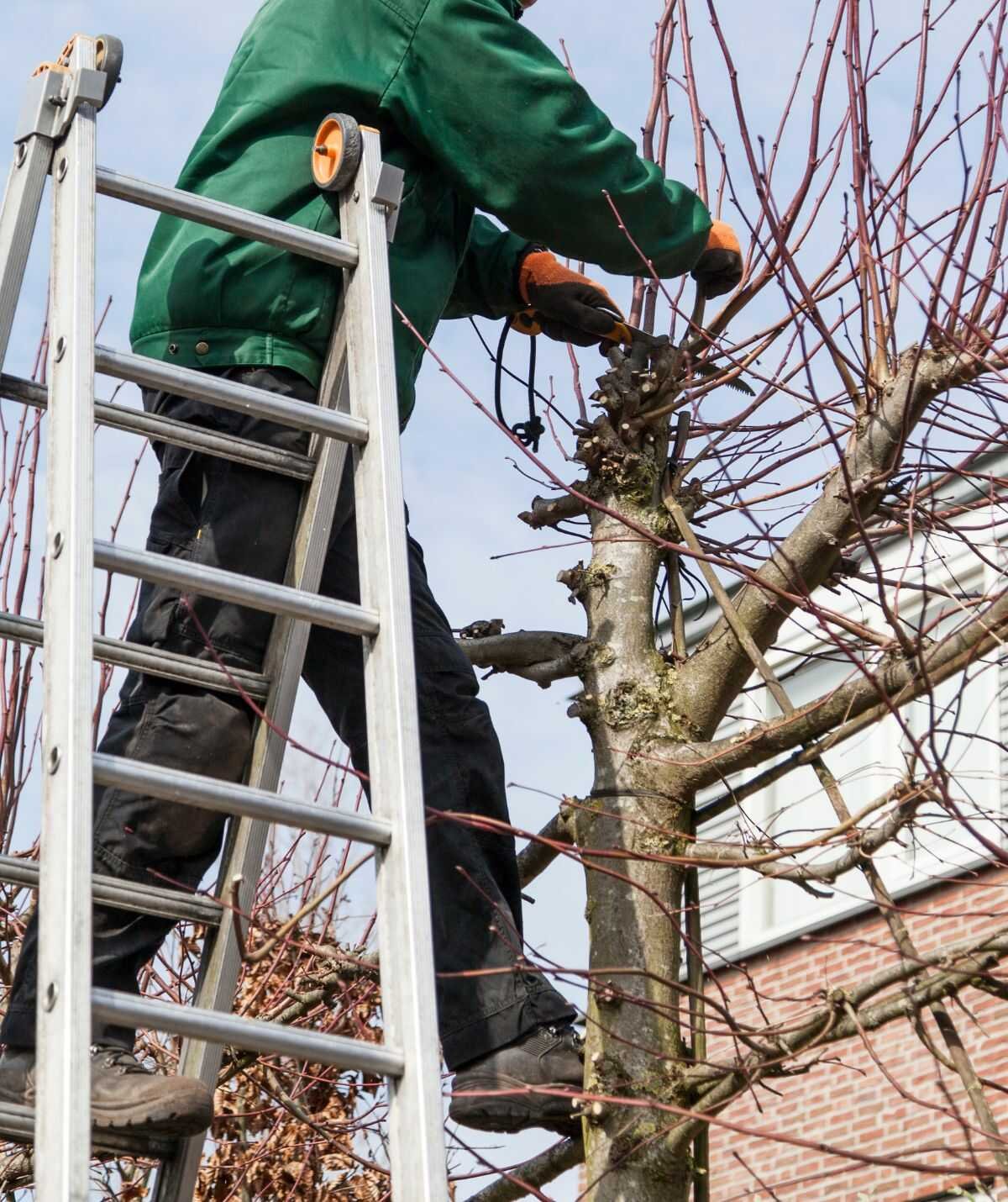 Boomverzorger zekert zich in de kruin van een boom tijdens snoeiwerk